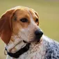 coonhound