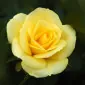 آلِکسَندرا رِی