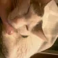 سَندراَز