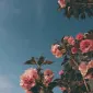 TaurusSunAriesVenus
