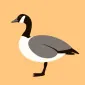 Loose Goose