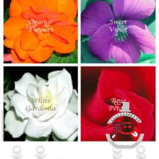 Sweet Violet Monotheme Venezia