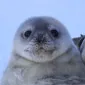 foolscr0w