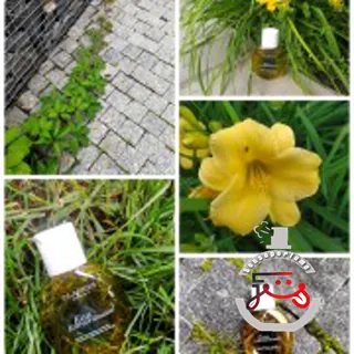 Eau Extraordinaire Clarins