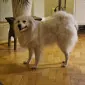 amaonsbru