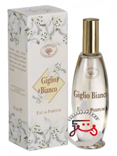 جیلیو بیانکو آمریگو | giglio bianco amerigo