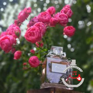 Miss Dior Eau de Toilette 2019 Dior