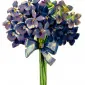 VioletScented