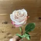 suzylana1996