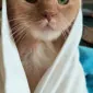RUSSIANCAT26