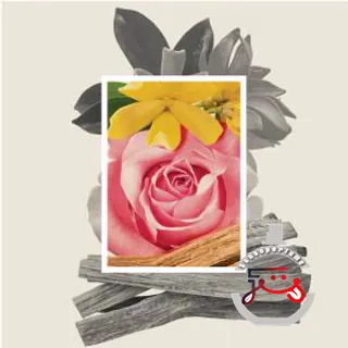 The Stuart White Rose Diana Drummond