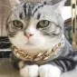 اِل‌دی ای‌توئلو سه‌صد بیست‌وسه