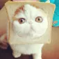 بیبی‌وابیت