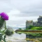 Annabelsnose