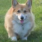 Flyingcorgi