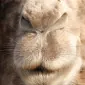 LoneCamel
