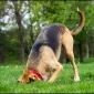 Ground hound