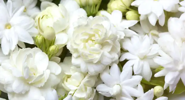 گل های سفید