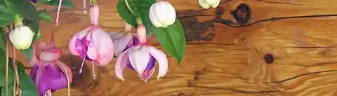floral woody musk
