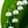 Lily-of-the-Valley