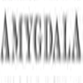 amygdala